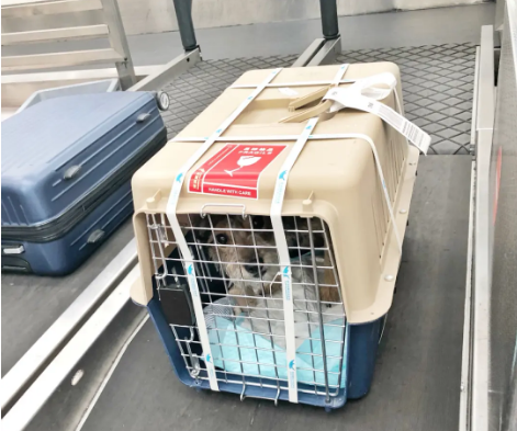 喀什宠物托运 宠物托运公司 机场宠物托运 宠物空运